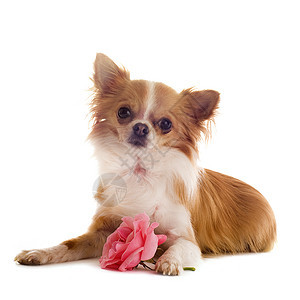 吉娃娃和花朵宠物犬类伴侣白色动物棕色玫瑰粉色展示工作室图片