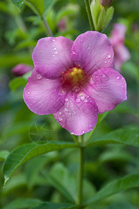 阿拉曼达花植物阳光热带香味花园叶子雨滴藤蔓喇叭图片