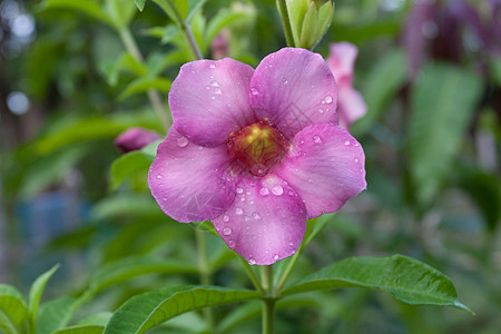 阿拉曼达花阳光植物花园香味藤蔓叶子喇叭雨滴热带图片