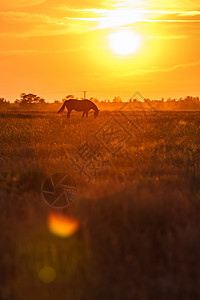 日落时的牧草太阳草原尾巴草本植物灰尘动物天空场地鬃毛农业图片