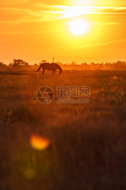 日落时的牧草太阳草原尾巴草本植物灰尘动物天空场地鬃毛农业图片