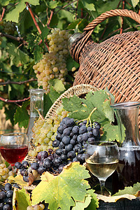 红葡萄和白葡萄酒厂叶子绿色瓶子葡萄园乡村水果红色玻璃饮料图片