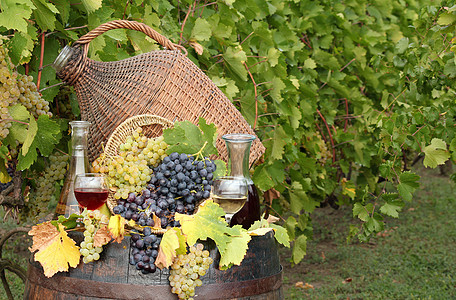 葡萄酿酒和葡萄图片