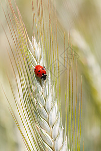 丝虫在钉子上瓢虫季节红色小麦野生动物绿色麦田甲虫漏洞环境图片