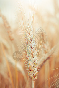 小麦绿色食物玉米农业草地农村季节环境粮食收成图片