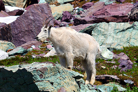 山山山山山羊大西洋美洲哺乳动物喇叭荒野冰川动物小动物植物动物群生物植被图片