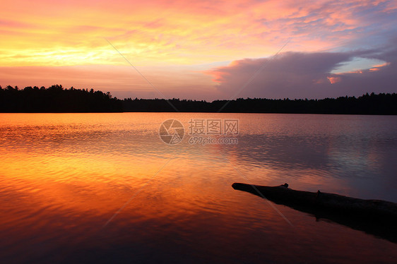 古老的北木日落反射海岸线栖息地生态树木场景林线荒野卵石森林图片