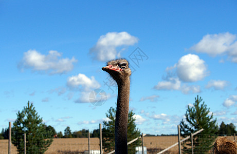 斯特里希鼻孔野生动物眼睛农场天空荒野眼球厚脸蓝色动物园图片