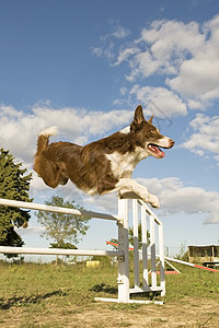 跳跃边框 collie竞赛运动白色动物犬类牧羊犬天空蓝色棕色宠物图片