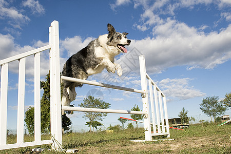 跳跃边框 collie犬类牧羊犬训练蓝色动物灰色宠物竞赛天空白色图片