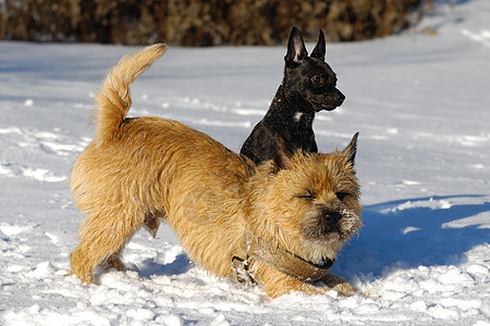 雪中两只狗忠诚宠物短毛黑色犬类动物白色朋友伴侣猎犬图片