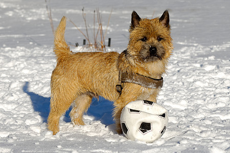 雪中的狗犬类猎犬哺乳动物朋友毛皮宠物忠诚小狗足球图片