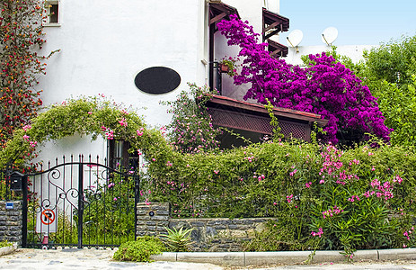 比利亚住宅树篱冰壶别墅叶子紫色紫红色植物灌木丛奢华图片