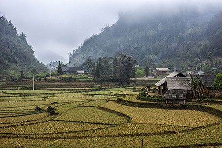 越南 Ban Pho - 2012年3月 冬季风景与稻田图片