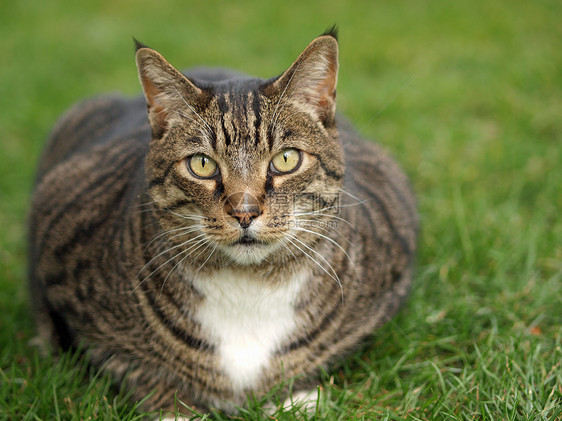 成人泰比猫毛皮宠物动物虎斑猫科猫咪明信片姿势眼睛胡须图片