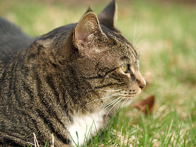 成人泰比猫场地毛皮胡须明信片动物宠物姿势猫咪猫科眼睛图片