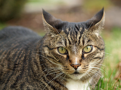 成人泰比猫虎斑宠物毛皮场地姿势胡须花园猫科猫咪动物图片