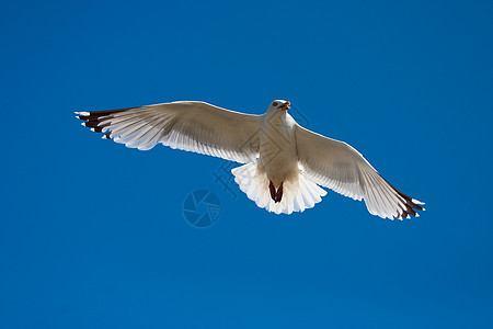 海鸥航班海滩晴天动物翅膀蓝色海鸟翼展羽毛野生动物图片