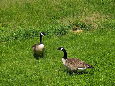 两块加拿大宝石野生动物白色哺乳动物鸭子棕色黑色脖子绿色蓝色池塘图片