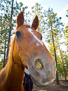 马的肖像姿势冒充农村场景家畜天空草地蓝色农场耳朵图片