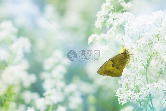 蝴蝶壁纸宏观翅膀墙纸黄色花园晴天昆虫季节植物野生动物图片