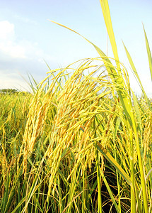 稻田草地叶子植物金子蓝色粮食季节热带谷物收成图片