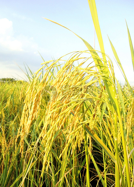 稻田草地叶子植物金子蓝色粮食季节热带谷物收成图片