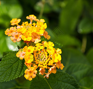 兰塔纳花花草本植物热带树叶花园黄色绿色花粉萼片橙子植物学图片