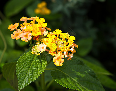 黄黄亚南花花图片