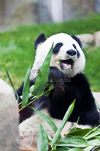 巨熊猫吃竹子荒野哺乳动物旅行叶子濒危旅游动物栖息地毛皮熊猫图片