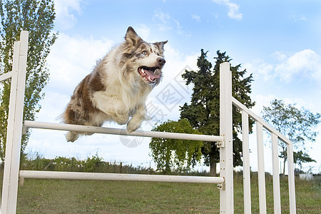 跳跃边框 collie动物犬类宠物蓝色训练竞赛天空白色运动棕色图片