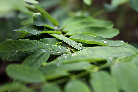 绿叶上滴水植被液体季节雨滴叶子气泡树叶宏观墙纸活力图片