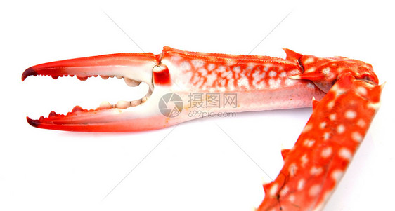 白背景孤立的红色螃蟹爪棕褐色生物动物眼睛烹饪食物牙齿美味市场卡通片图片
