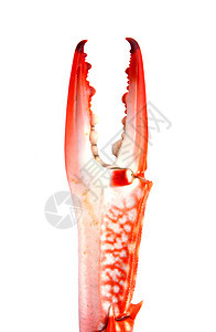 白背景孤立的红色螃蟹爪餐厅市场海滩甲壳美味乐趣手臂食物荒野夹子图片