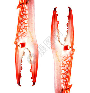 白背景孤立的红色螃蟹爪荒野美味海洋钓鱼夹子餐厅市场卡通片手臂生物图片