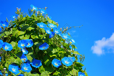 蓝色伊波莫亚植物花园绿色植物群番薯天空树叶图片