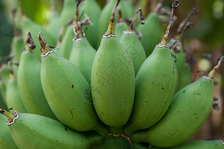 绿香蕉农场种植园植物热带场地花园团体收成食物绿色图片