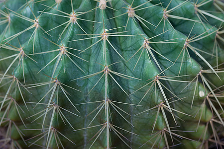 Cactus 特写异国疼痛植物学碎片热带沙漠生长生活植物花园图片