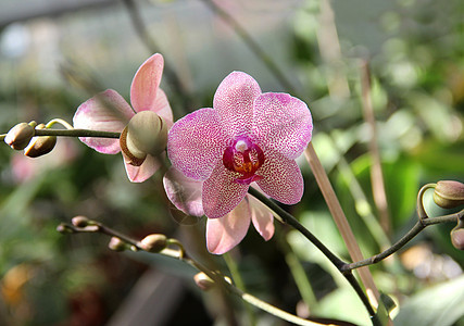 粉红花兰花花盆植物紫色温室花园宏观阳光爱好市场店铺图片