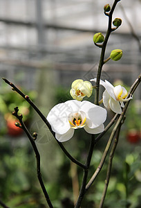 白花兰花温室店铺植物群宏观植物爱好生长花园森林荒野图片