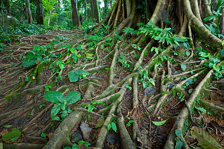 树根森林叶子生长公园植物丛林下雨苔藓阴影树干图片