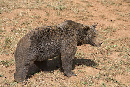大棕熊生活爪子捕食者哺乳动物自由食肉动物猎人植物性森林图片