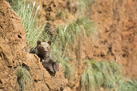 大棕熊在悬崖顶上休息场地荒野野生动物毛皮自由草地生活公园动物动物学图片