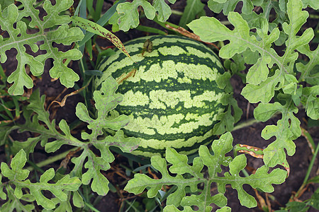 在花园里种植西瓜 地上铺在地上条纹场地收成食物地面植物乡村季节农业绿色图片