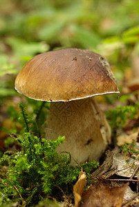 波西尼蘑菇帽子美食烹饪蔬菜叶子植物季节宏观食物泥炭图片