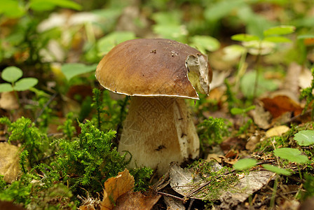 波西尼蘑菇烹饪食物蔬菜叶子植物森林苔藓美食国王帽子图片