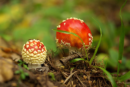 森林里有苍蝇乡村叶子树木物质红色生物伞菌危险白色季节图片