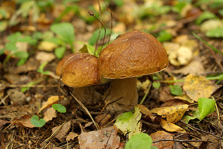 波西尼蘑菇国王胡椒森林苔藓帽子植物泥炭食物烹饪蔬菜图片