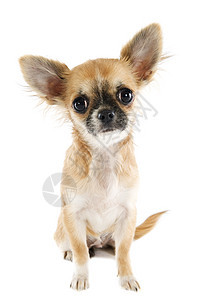 小狗吉娃娃动物棕色伴侣工作室宠物犬类白色图片
