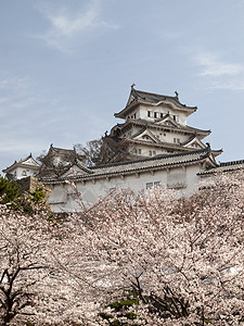 喜木吉城堡和樱花开花季图片